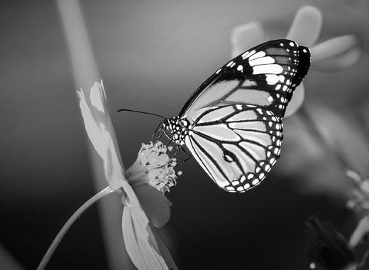 ddos服务器攻击手段